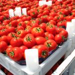 Bright red, fresh tomatoes in white crates depicting one portion of the grocery store supply chain.